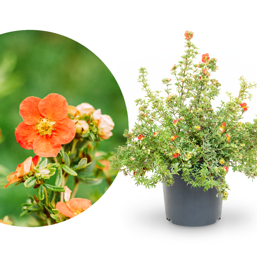 Fünffingerstrauch 'Red Lady'®