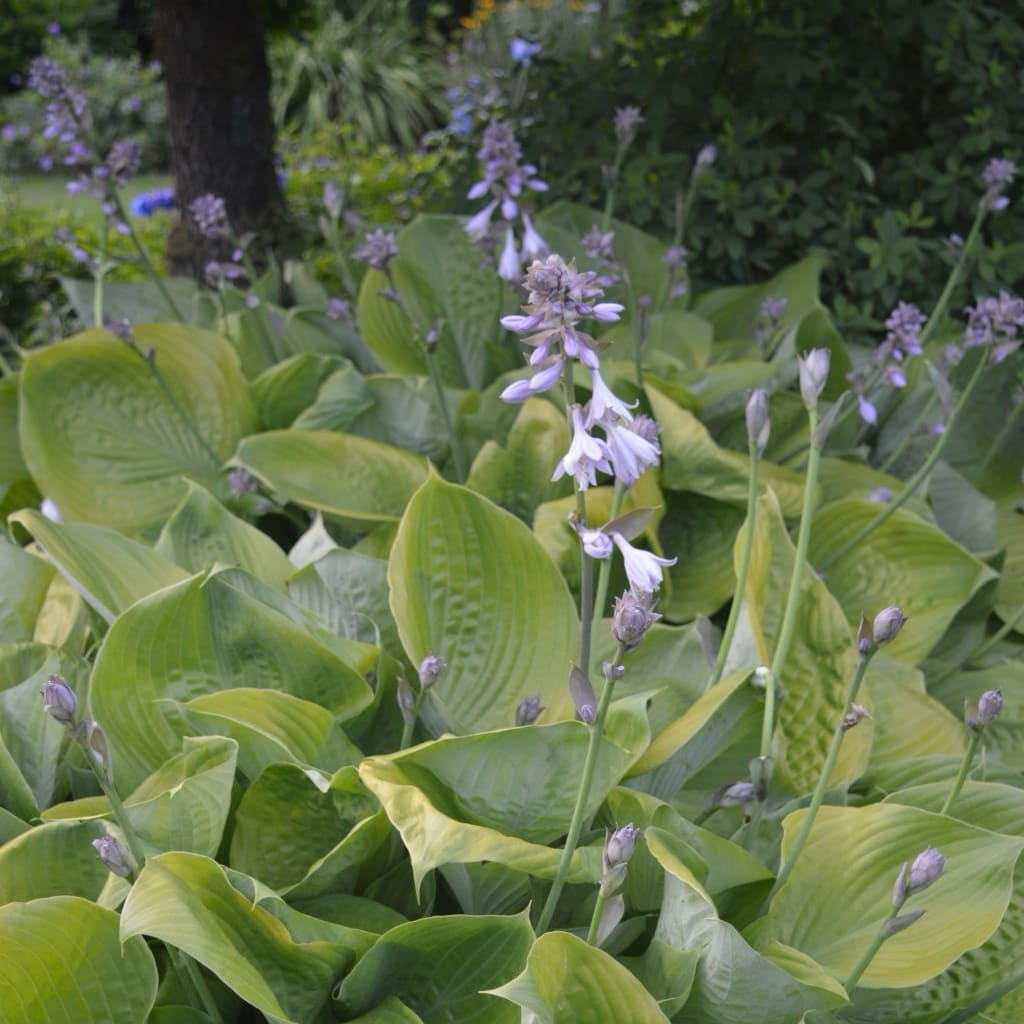 Funkie 'Sum and Substance' Violett