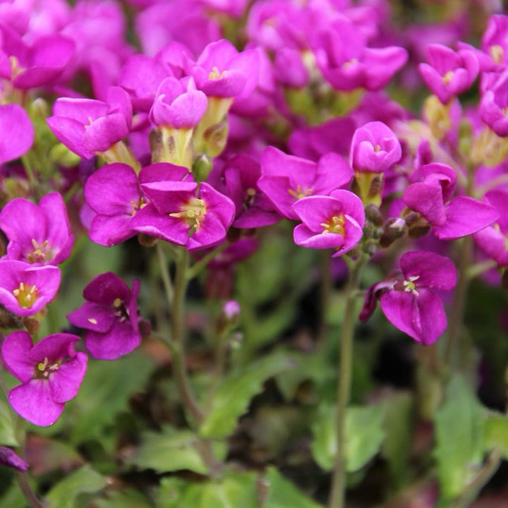 Gänsekresse 'Aubris Deep Rose' Purpur