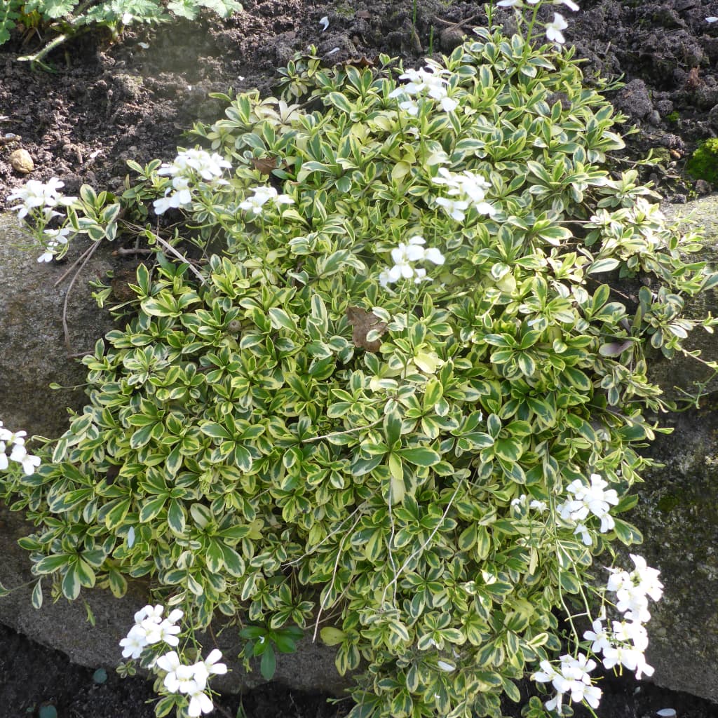 Gänsekresse 'Old Gold' Weiß