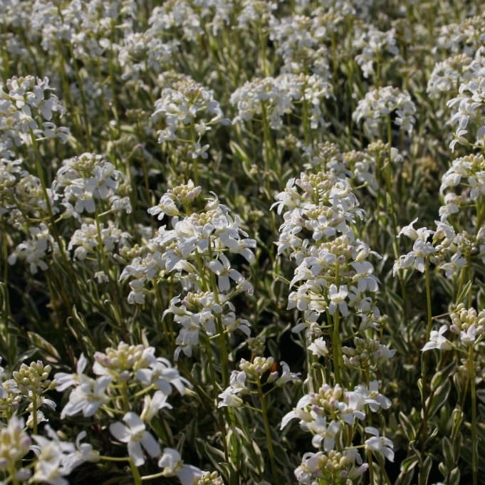 Gänsekresse 'Old Gold' Weiß