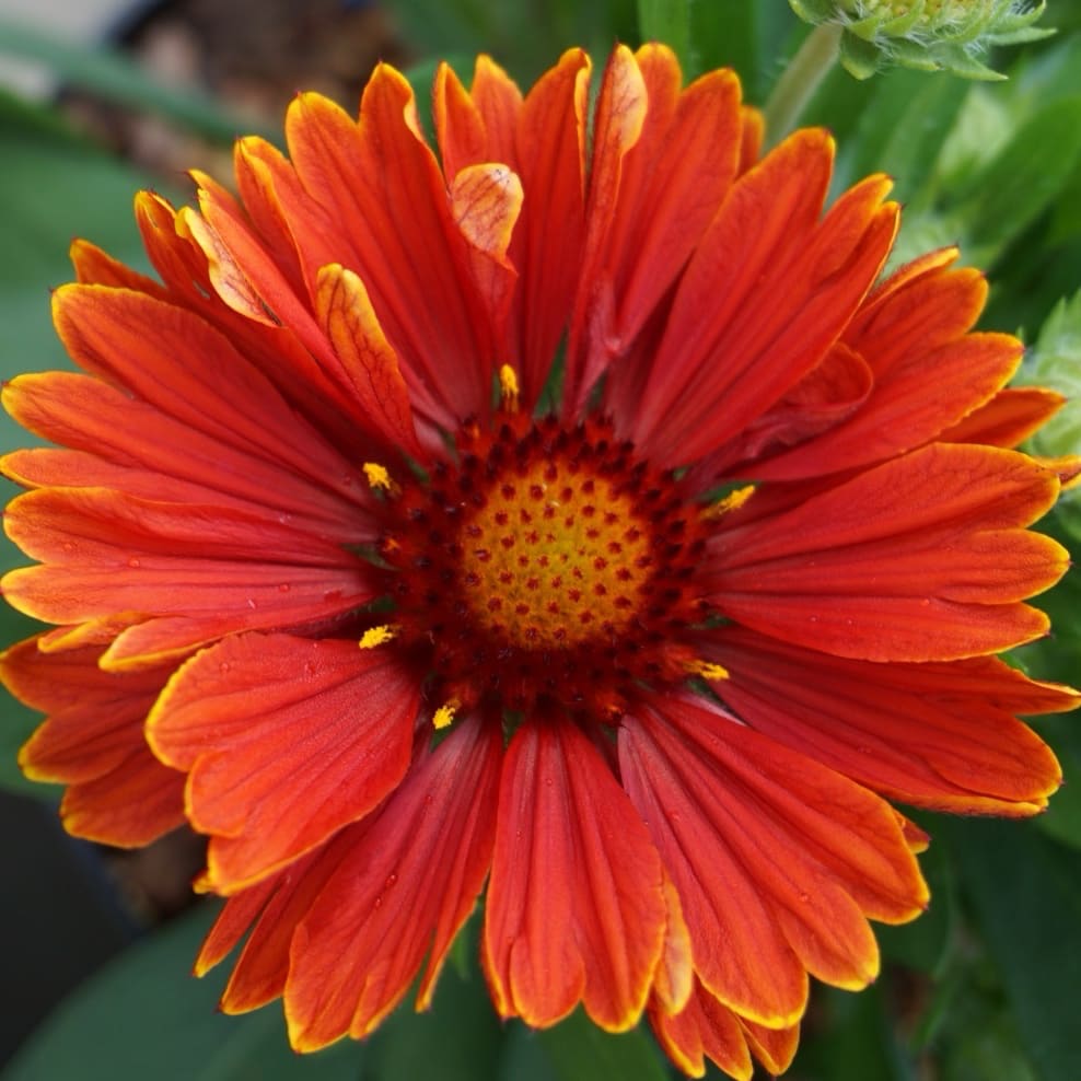 Gaillardia aristata 'SpinTop Yellow Touch'®