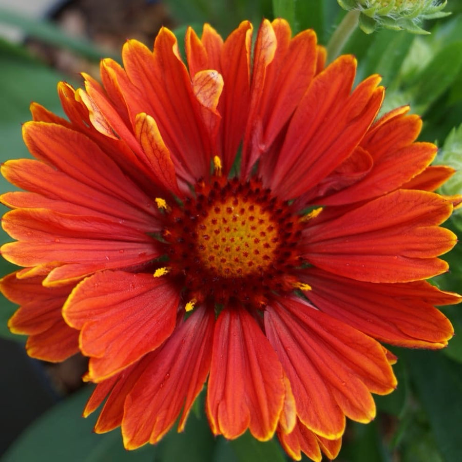 Gaillardia aristata 'SpinTop Yellow Touch'®