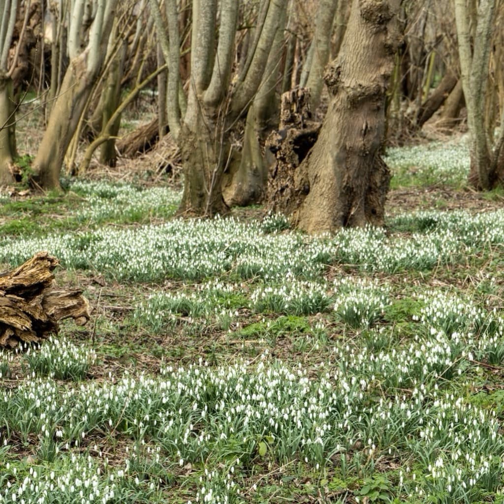 Galanthus elwesii