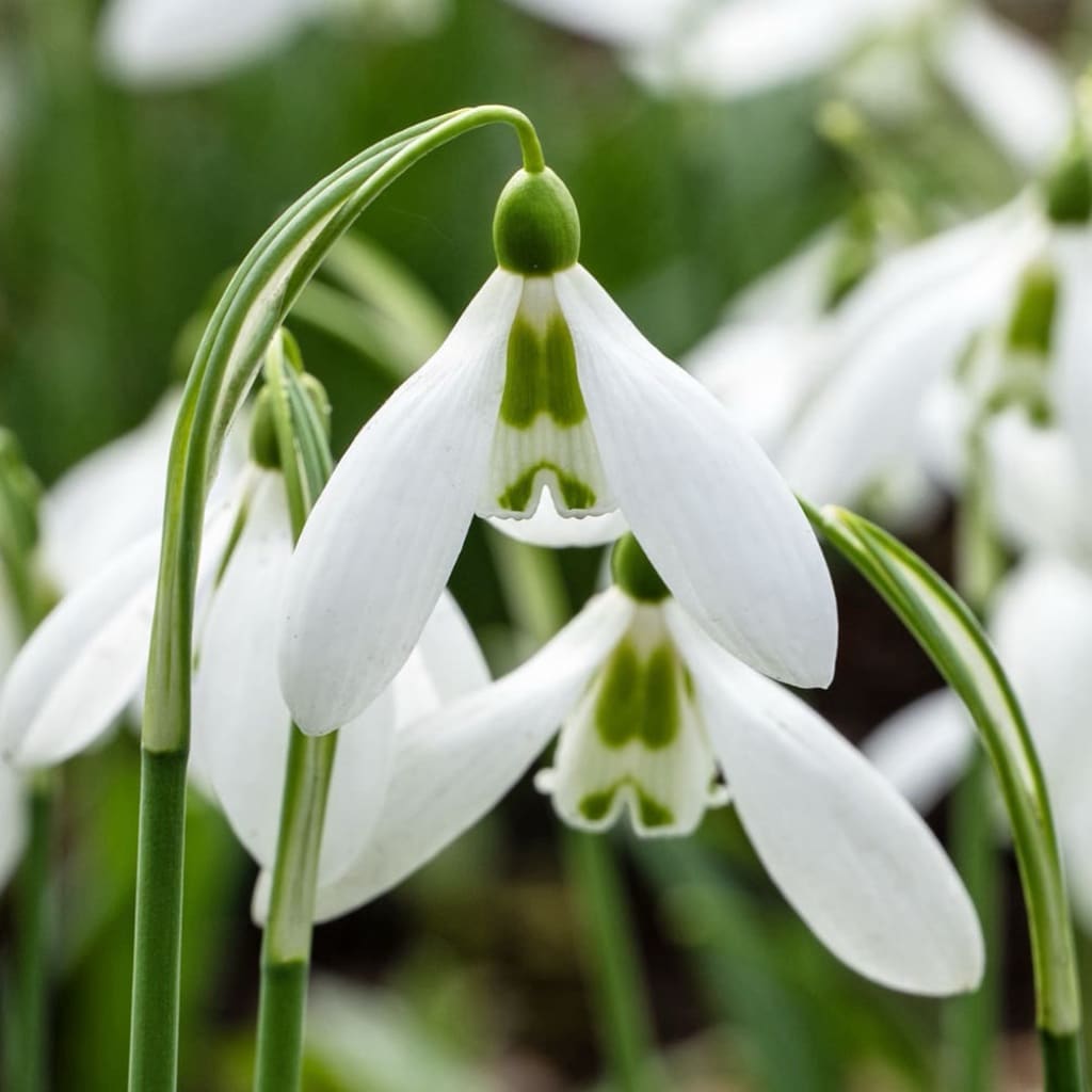 Galanthus elwesii