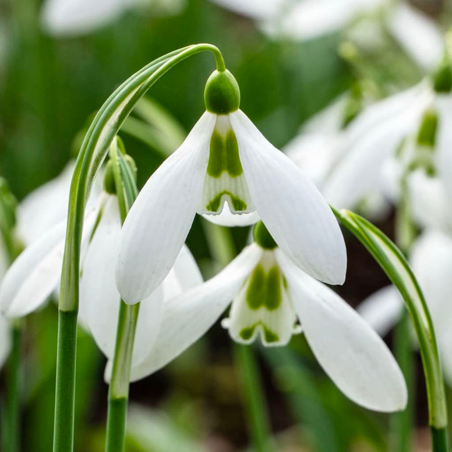 Galanthus elwesii