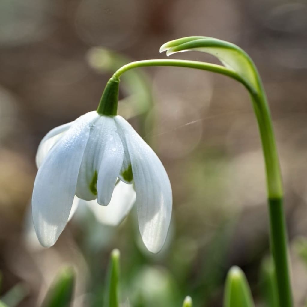 Galanthus nivalis