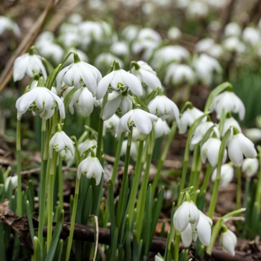 Gefülltes Schneeglöckchen 'Flore Pleno' Weiß
