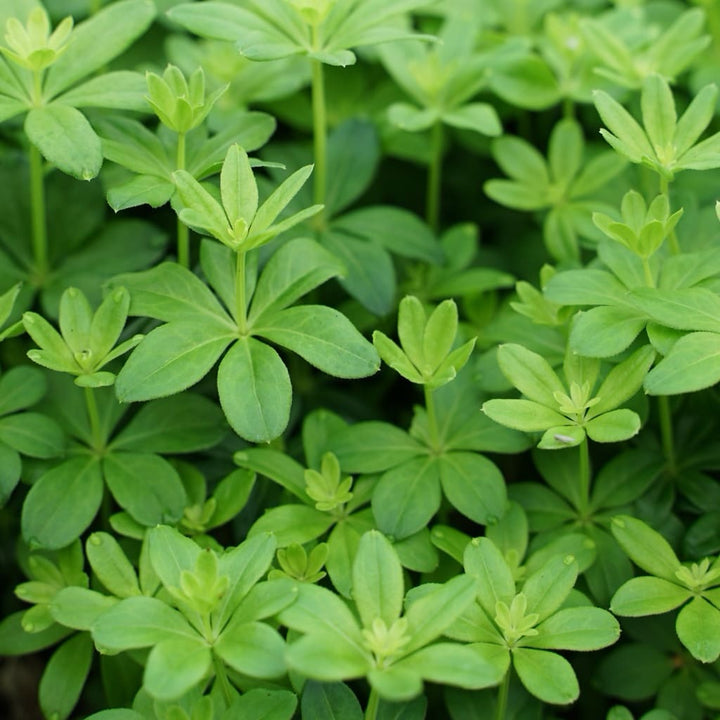 Galium odoratum