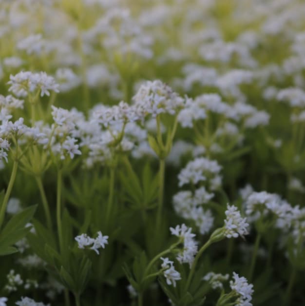 Galium odoratum