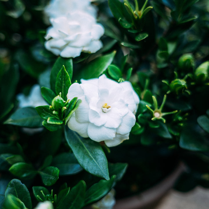 Blüte der Gardenie 'Double Mint®'