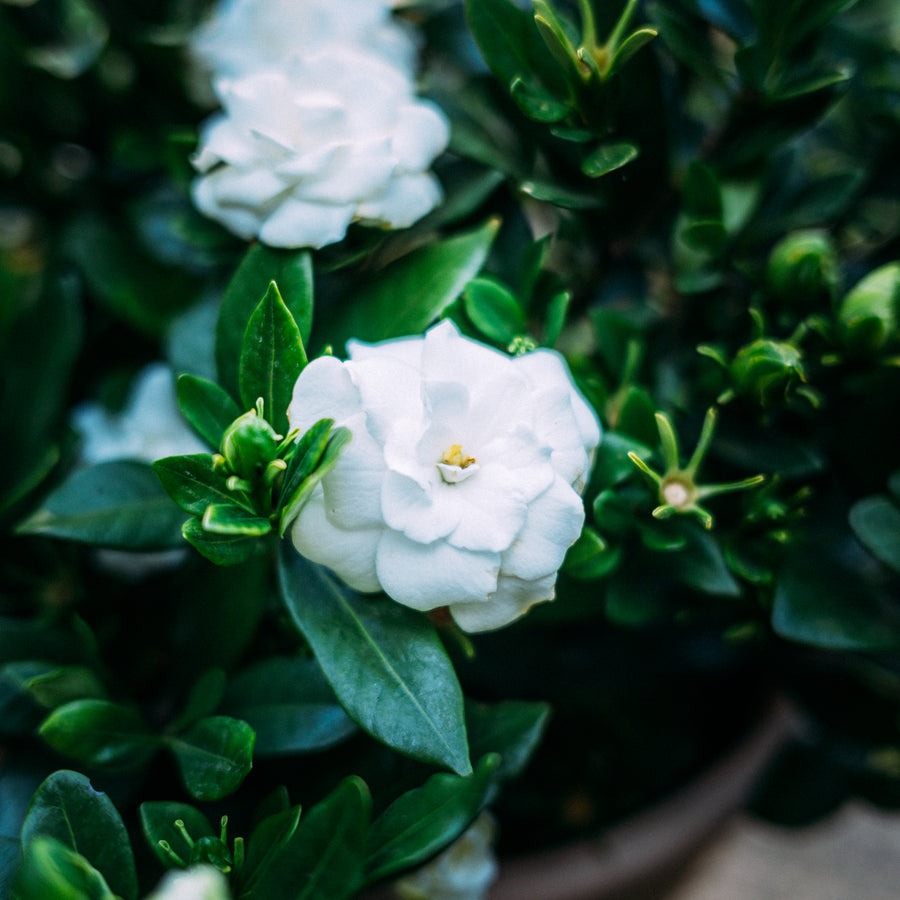 Blüte der Gardenie 'Double Mint®'
