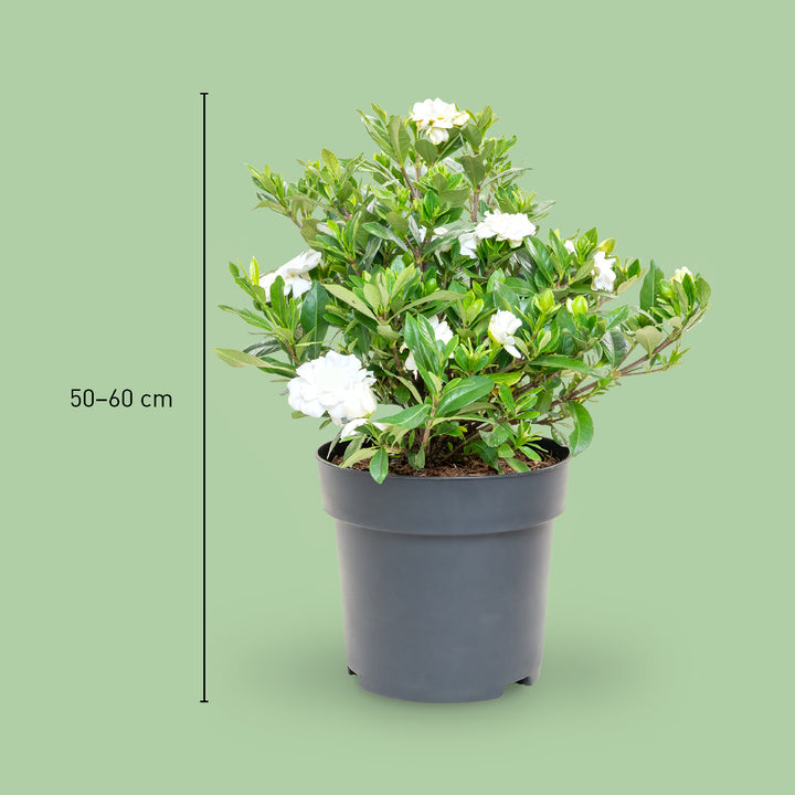 Größe der Gardenie 'Double Mint®'
