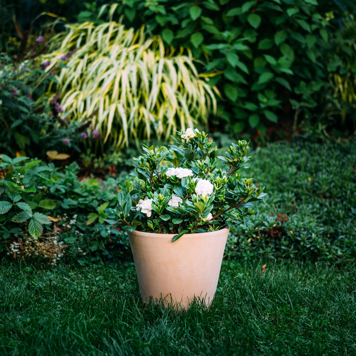 Gardenie 'Double Mint®' im Topf