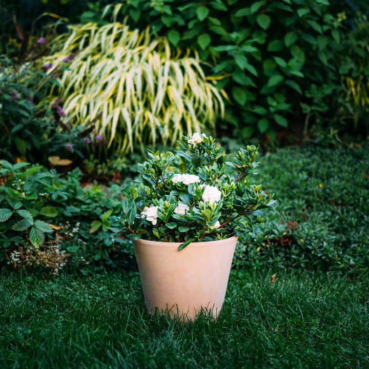 Gardenie 'Double Mint®' im Topf
