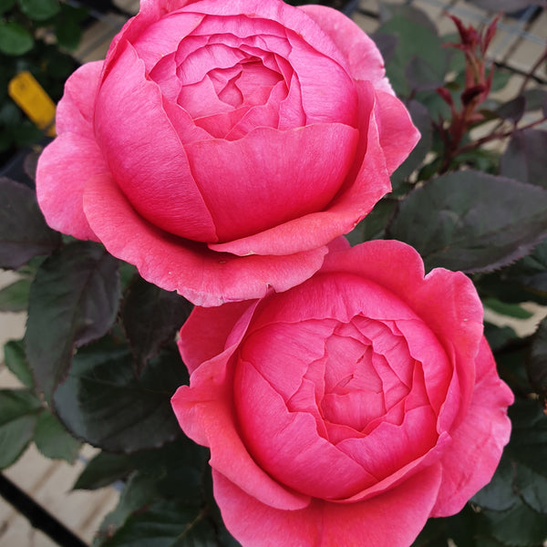 Beetrose Parfuma® 'Gartenprinzessin Marie-José' im Garten