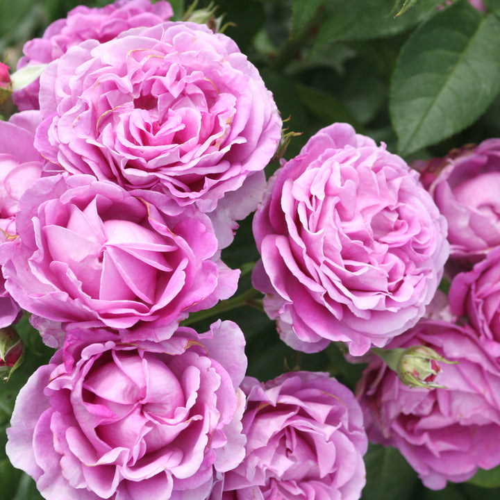 Edelrose Parfuma® 'Carmen Würth' im Garten