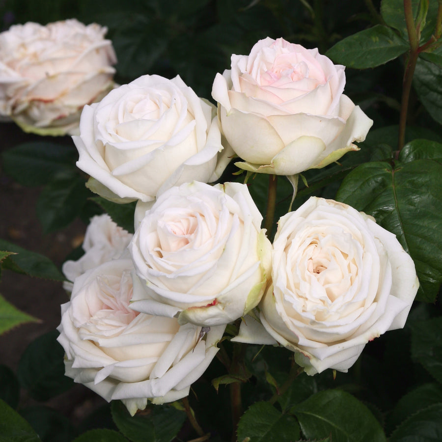Edelrose Parfuma® 'Madame Anisette®' im Garten