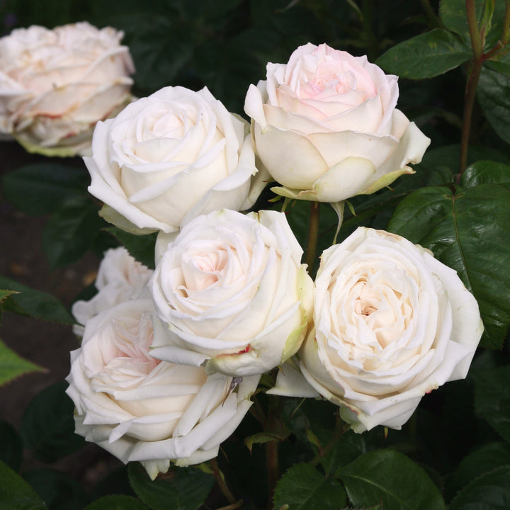 Edelrose Parfuma® 'Madame Anisette®' im Garten
