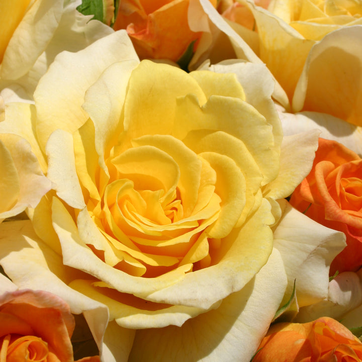 Edelrose 'Sunny Sky®' im Garten