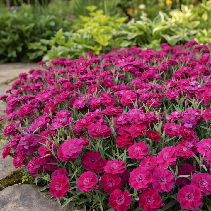 Garten-Nelke Rosa