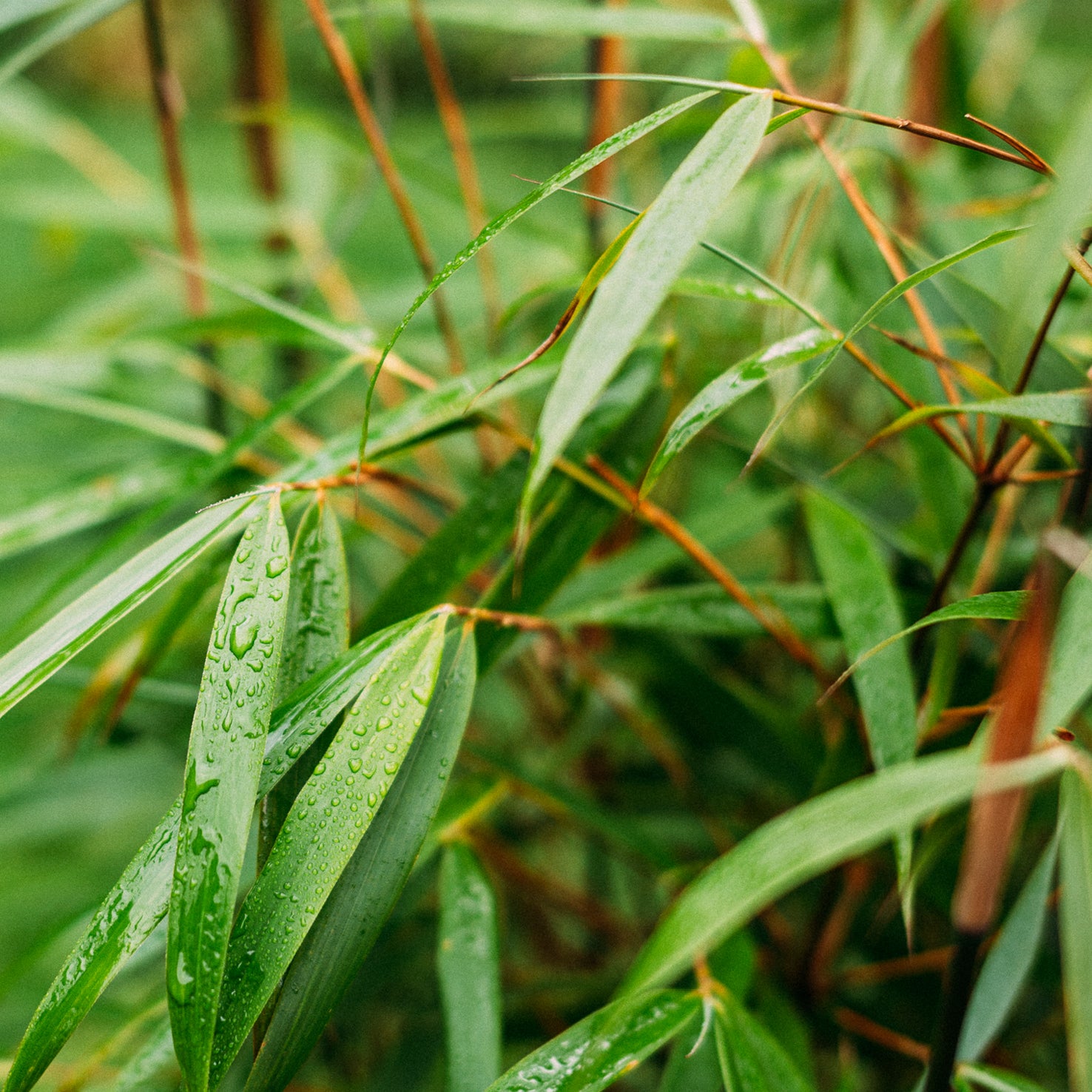 Blätter des Gartenbambus 'Asian Wonder'