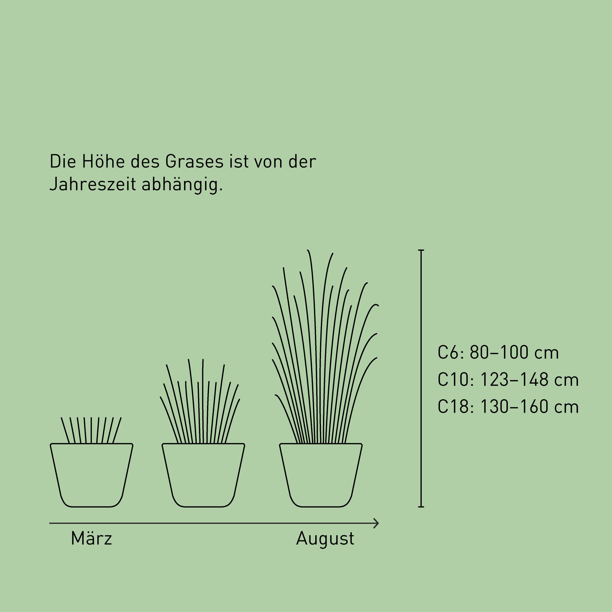 Größe des Gartenbambus 'Asian Wonder'