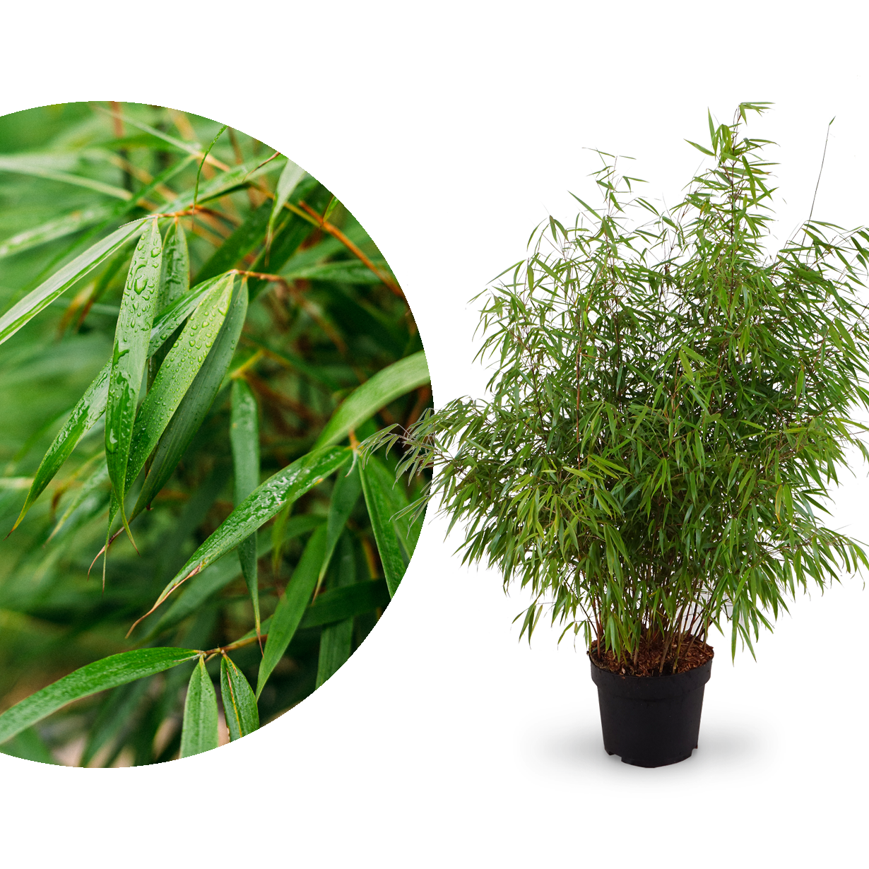 Großer Gartenbambus 'Asian Wonder'