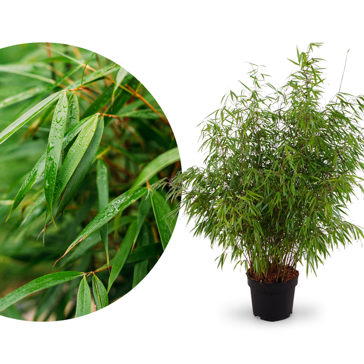 Großer Gartenbambus 'Asian Wonder'