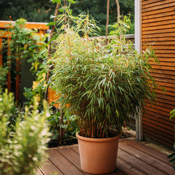 Gartenbambus 'Asian Wonder' auf Terrasse