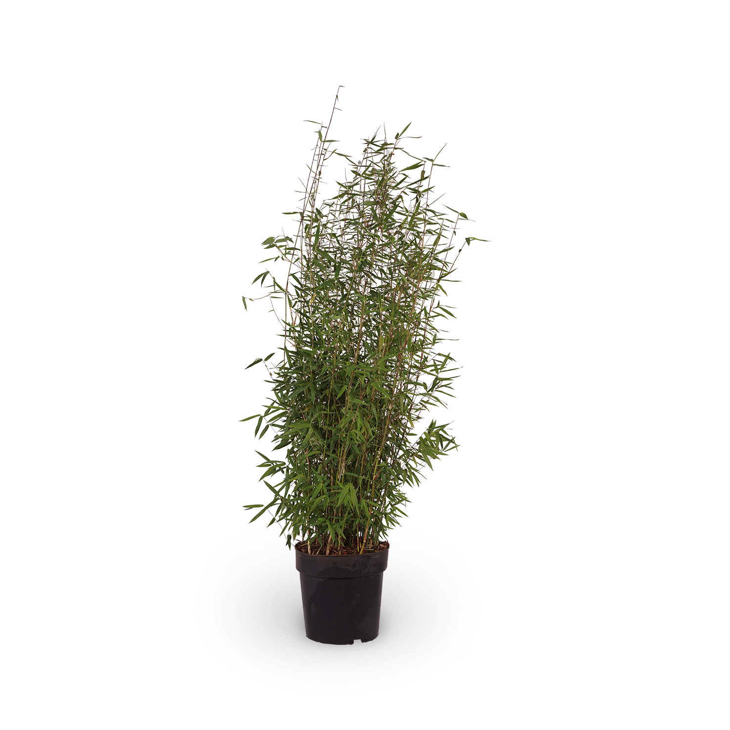 Gartenbambus 'Jiuzhaigou Genf' kaufen