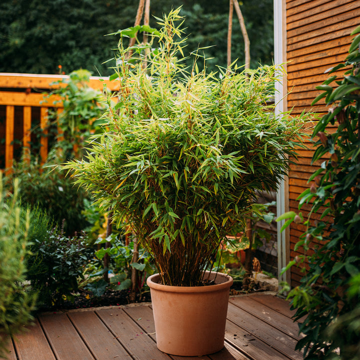 Gartenbambus 'Jumbo' auf Terrasse