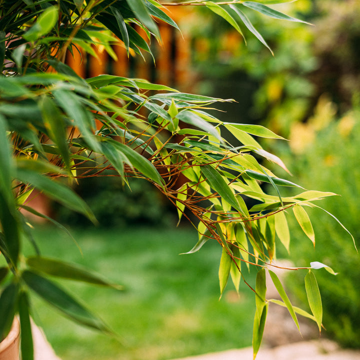 Trieb des Gartenbambus 'Jumbo'