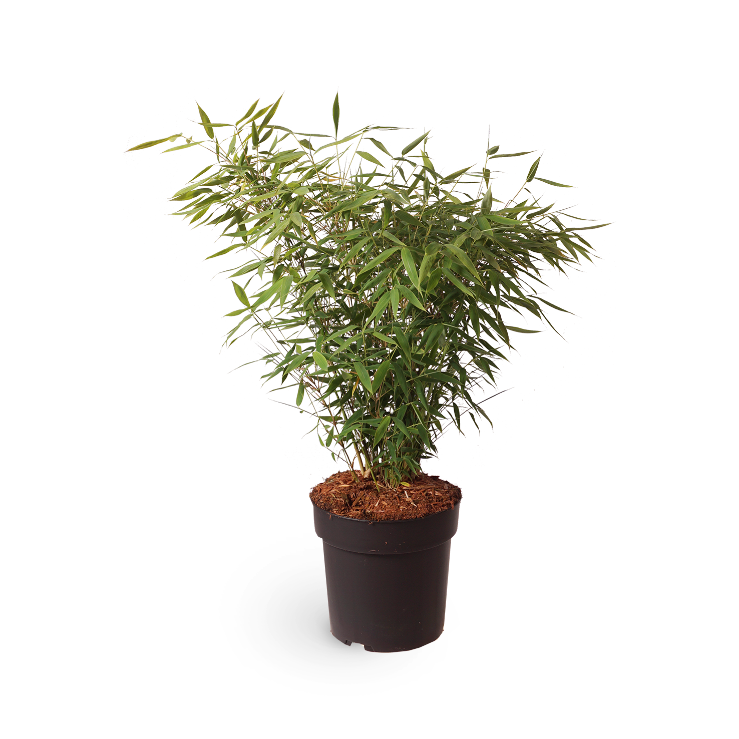 Gartenbambus 'Panda'®