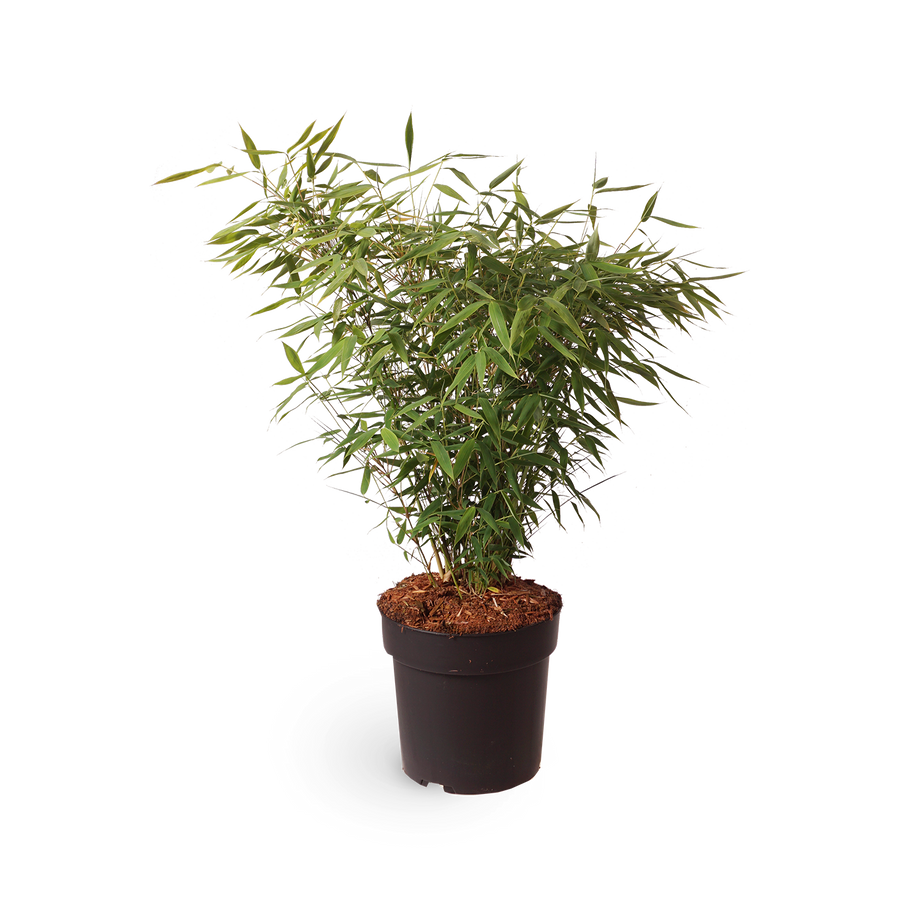 Gartenbambus 'Panda'®
