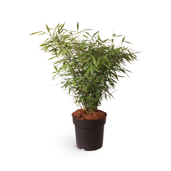 Gartenbambus 'Panda'®