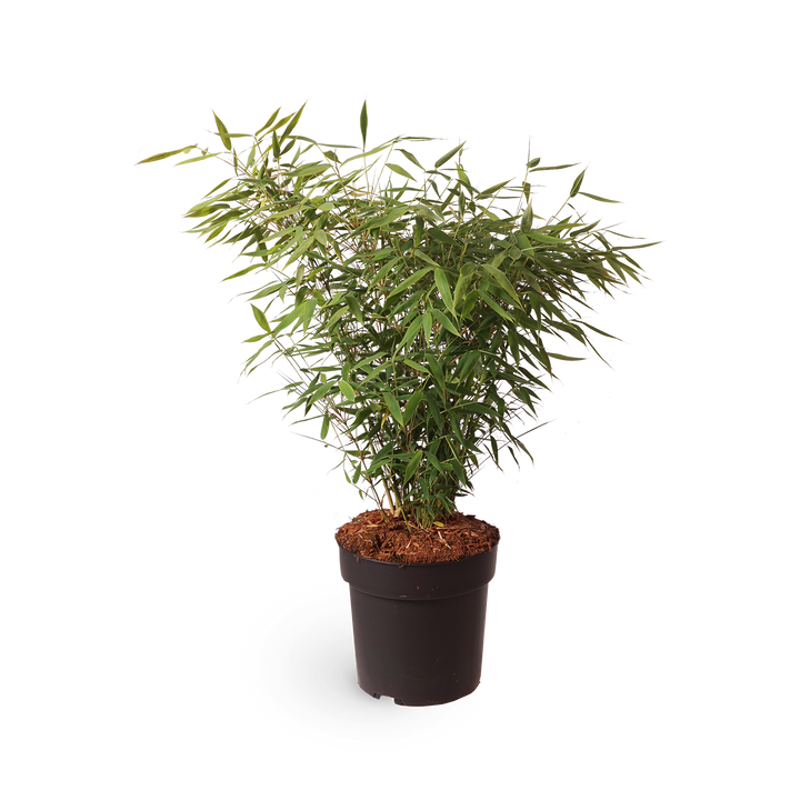 Gartenbambus 'Panda'®