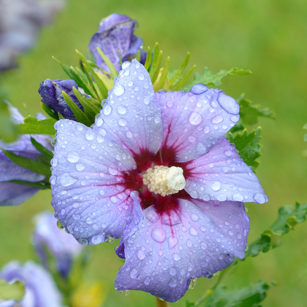 Blüte des Garteneibisch 'Azurri'®