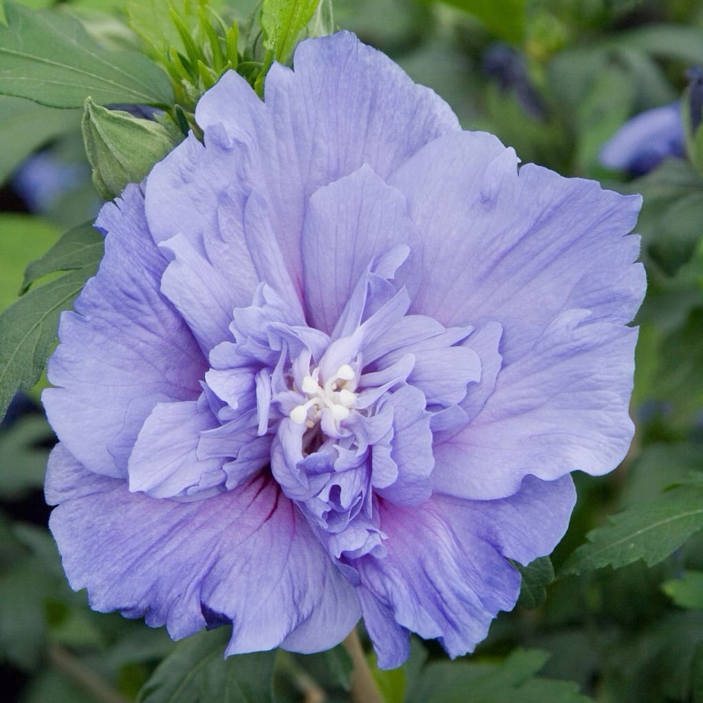 Garteneibisch 'Blue Chiffon' Blau