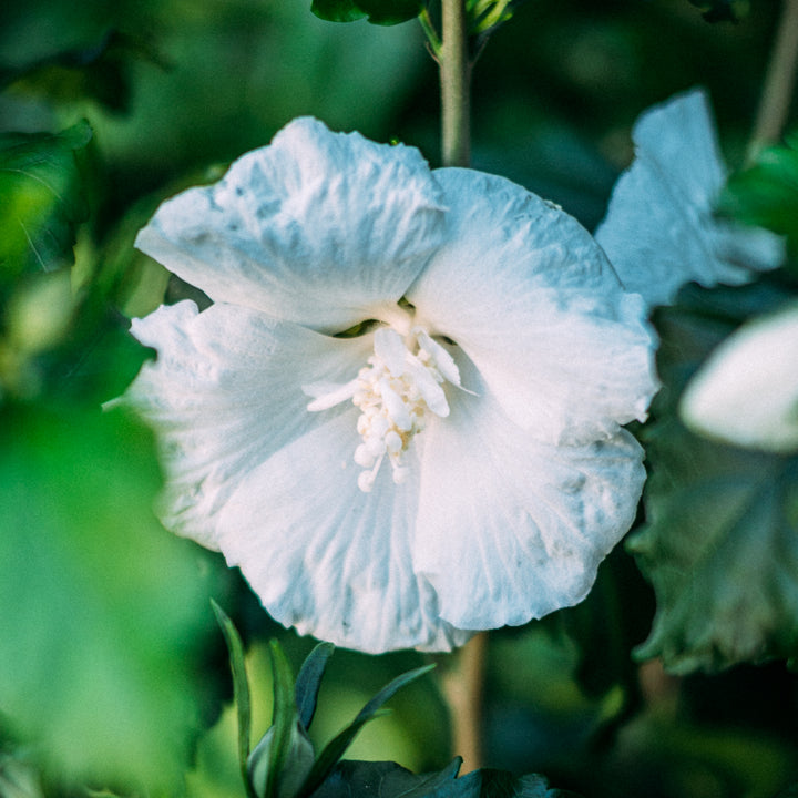 Blüte des Garteneibisch 'Diana'