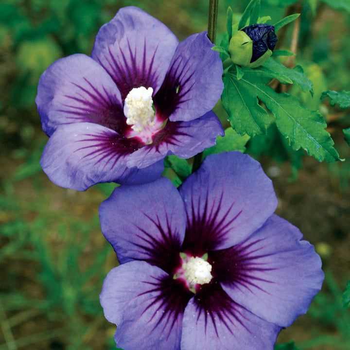Blüte des Garteneibisch 'Hawaii'®