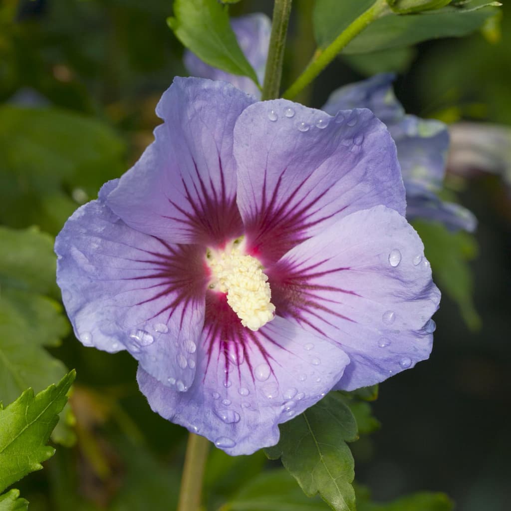 Garteneibisch 'Marina' Blau