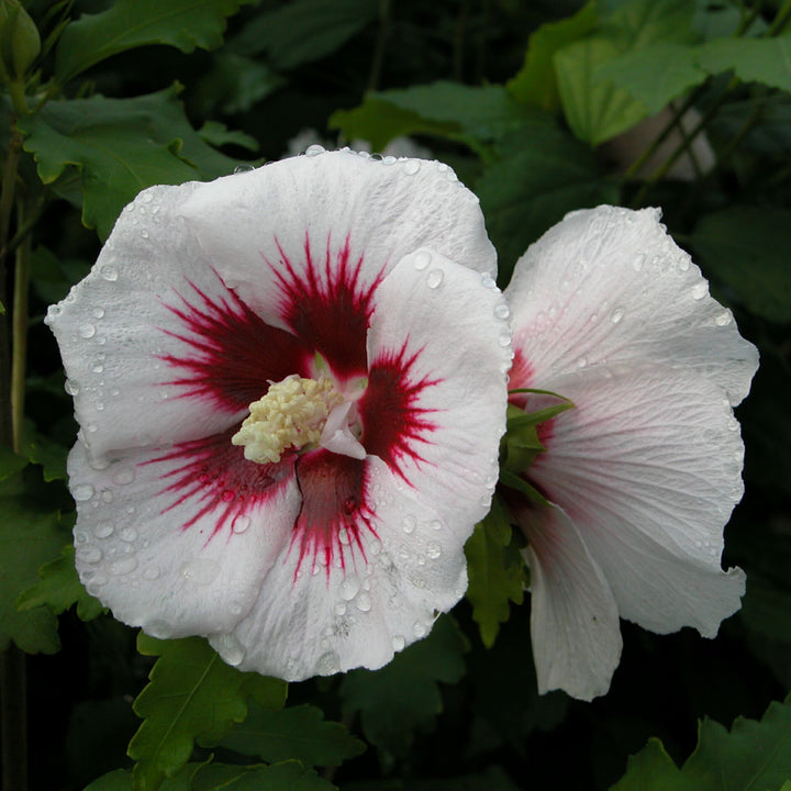 Blüte des Garteneibisch 'Red Heart'