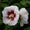 Hibiskus 'Red Heart' Weiß-Rot