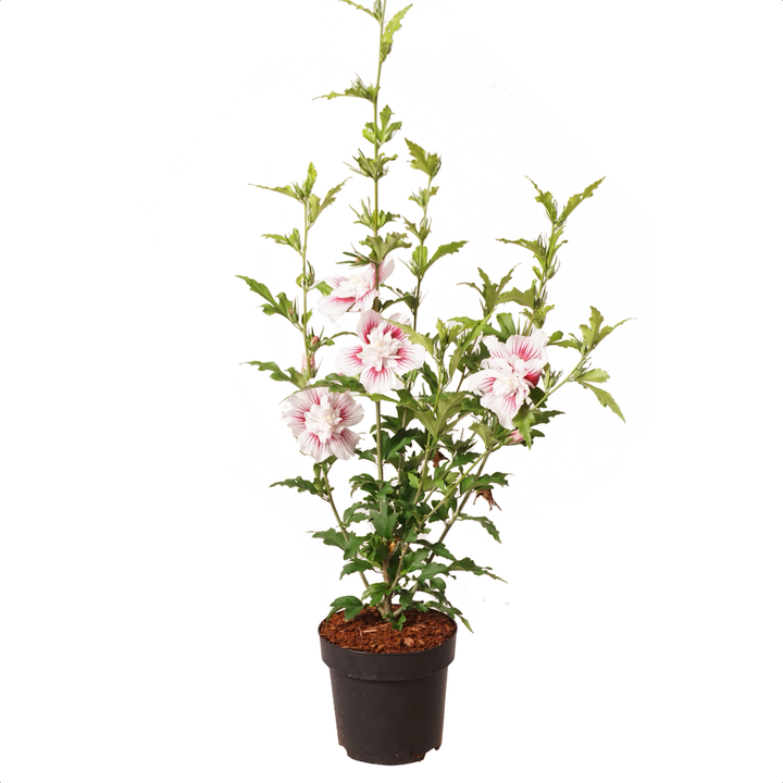 Garteneibisch 'Starburst Chiffon' Weiß-Rosa