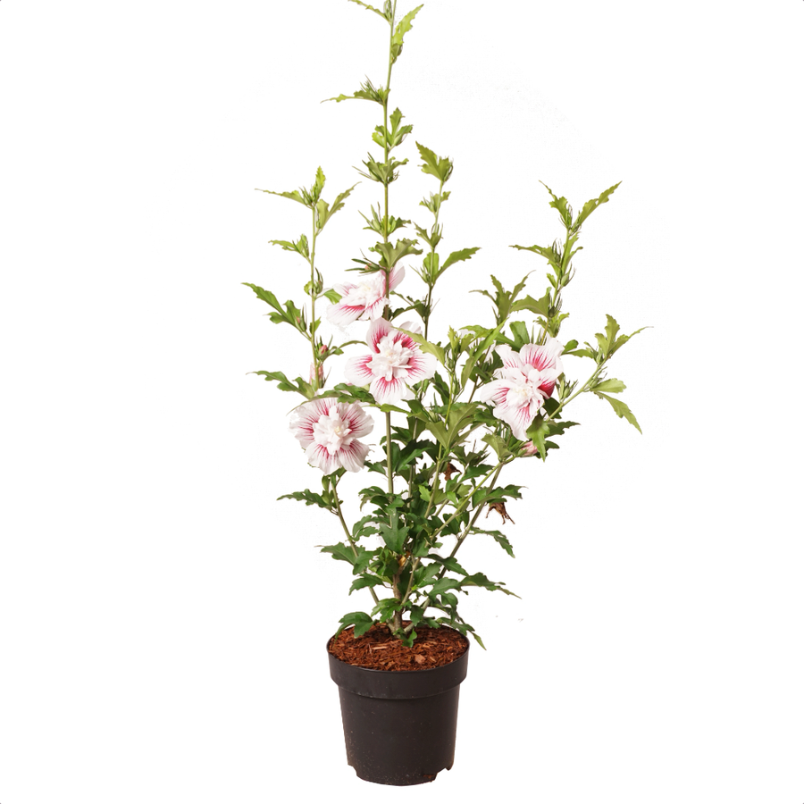 Garteneibisch 'Starburst Chiffon' Weiß-Rosa