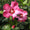 Hibiskus 'Woodbridge' Pink