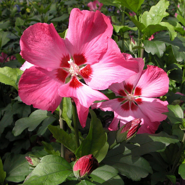 Blüte des Garteneibisch 'Woodbridge'