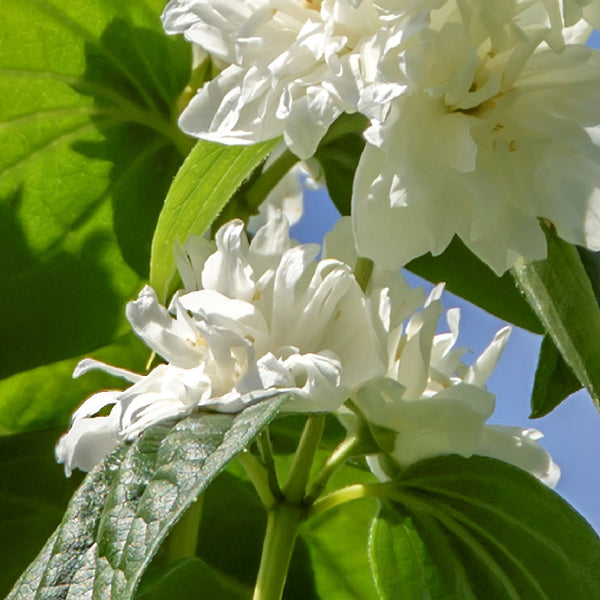 Blüte des Gartenjasmin 'Minnesota Snowflake'