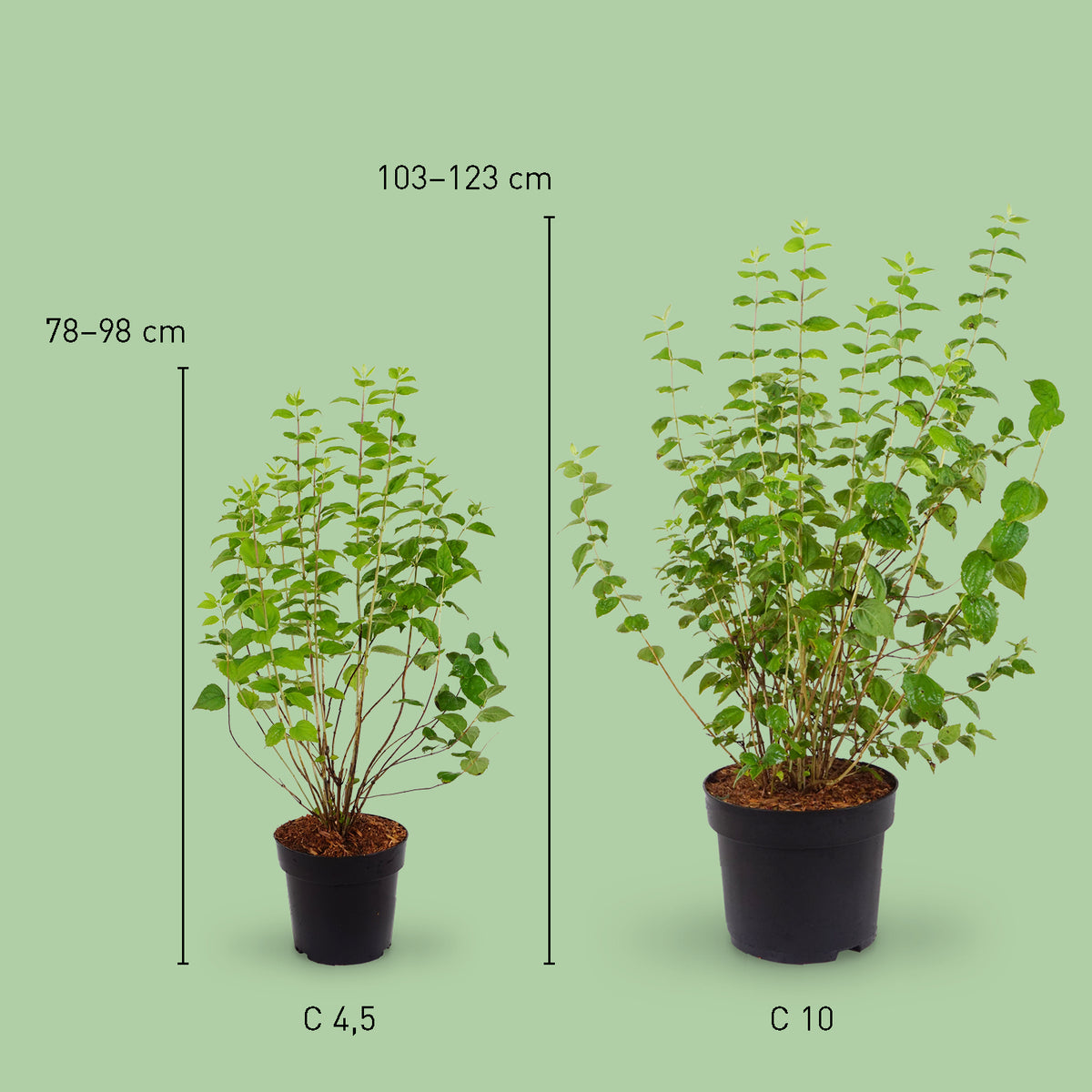 Größe des Gartenjasmin 'Minnesota Snowflake'